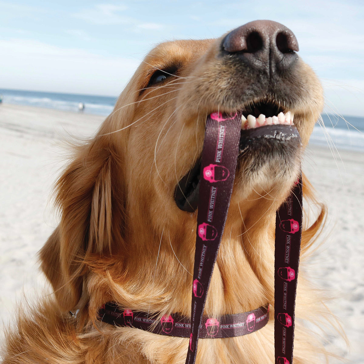 Pink Whitney Dog Leash-Pets-Pink Whitney-Black-One Size-Barstool Sports